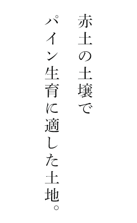 赤土の土壌でパイン生育に適した土地。