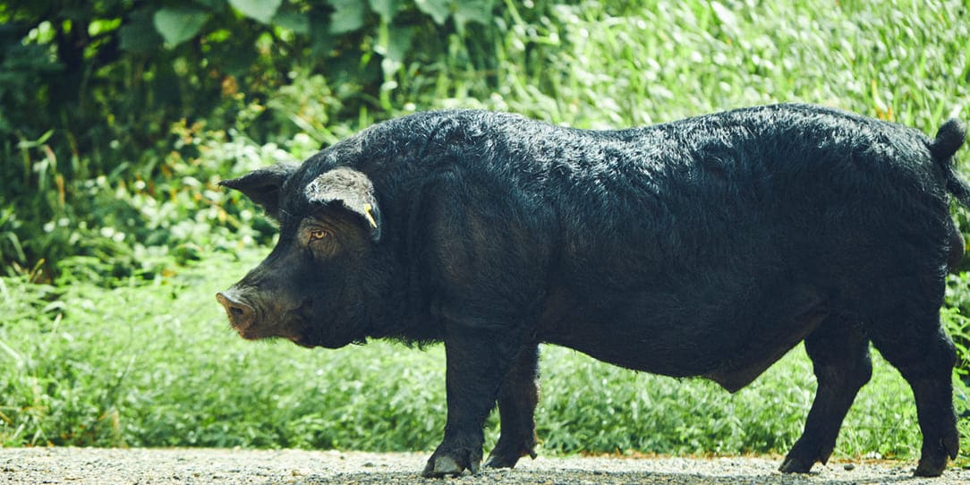 AGU Pork