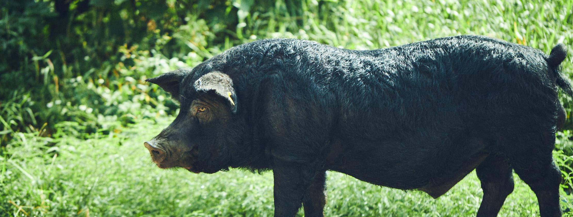 ISHIGAKI Beef